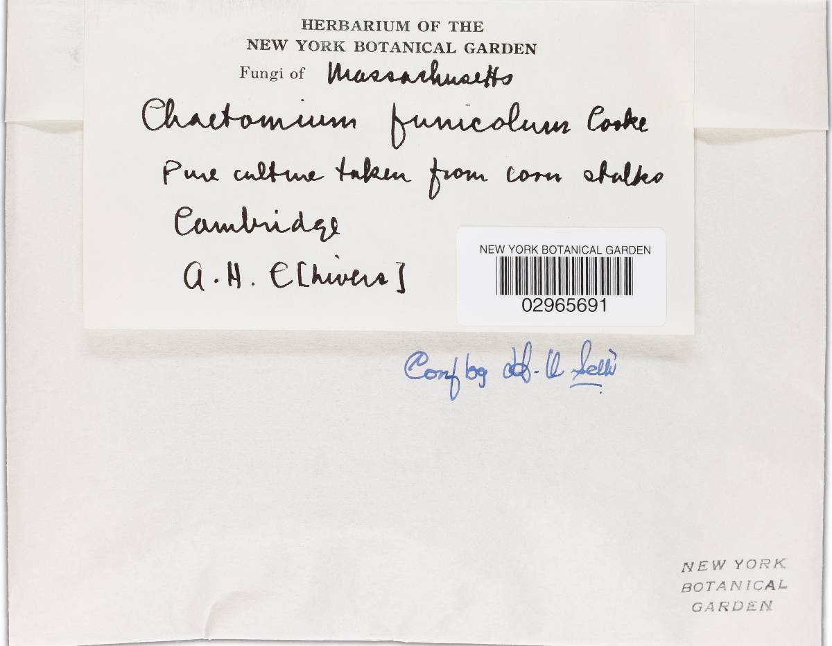 Chaetomium funicola image
