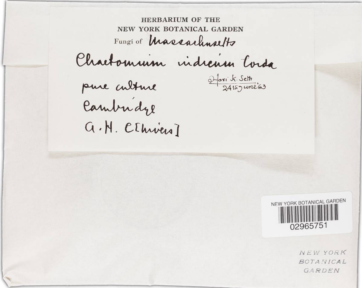Chaetomium image