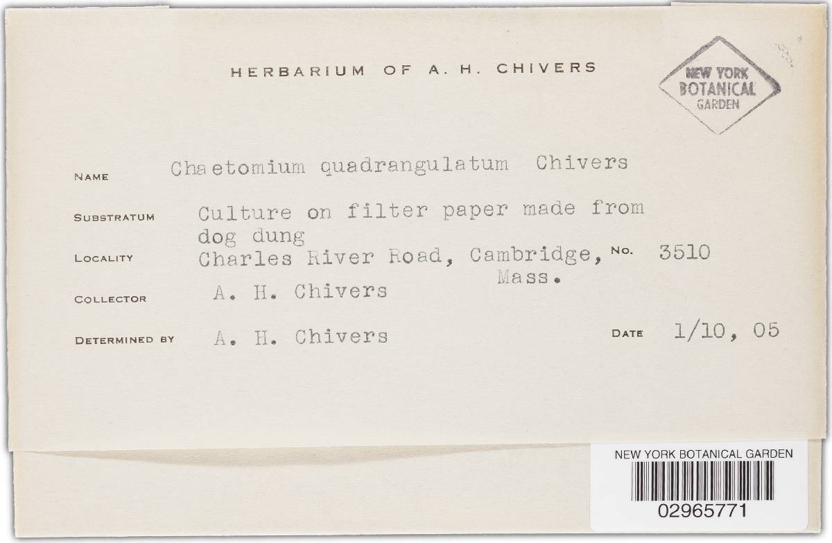 Chaetomium quadrangulatum image