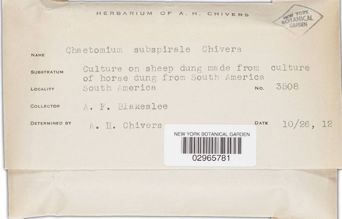 Chaetomium subspirale image