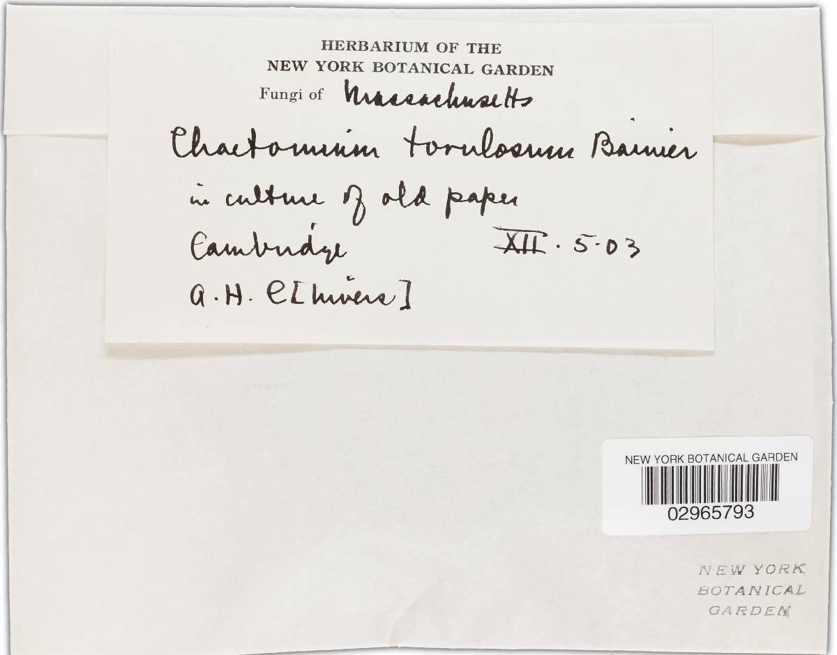 Chaetomium image