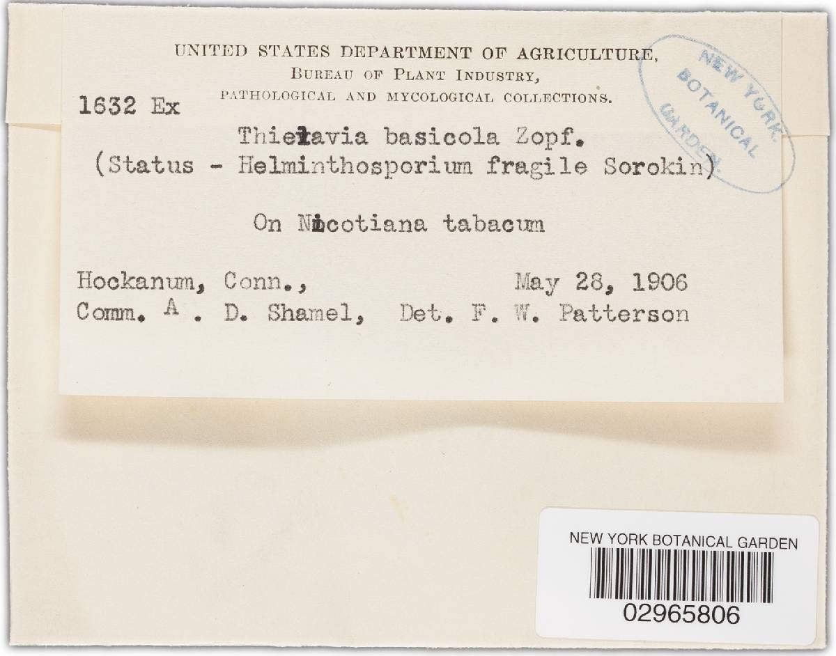Thielavia basicola image