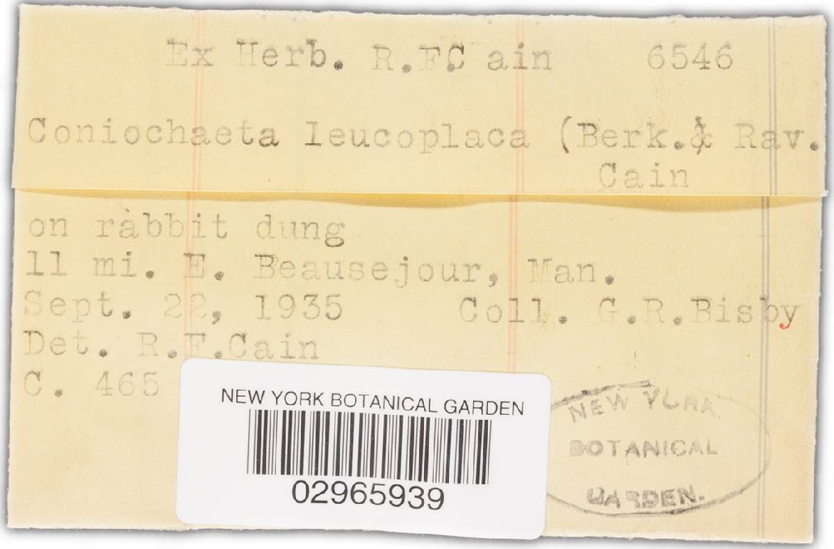 Coniochaeta leucoplaca image