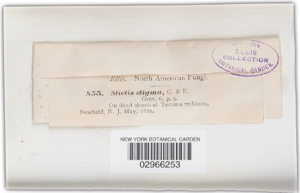 Stictis stigma image