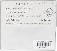 Stictis vaccinii image