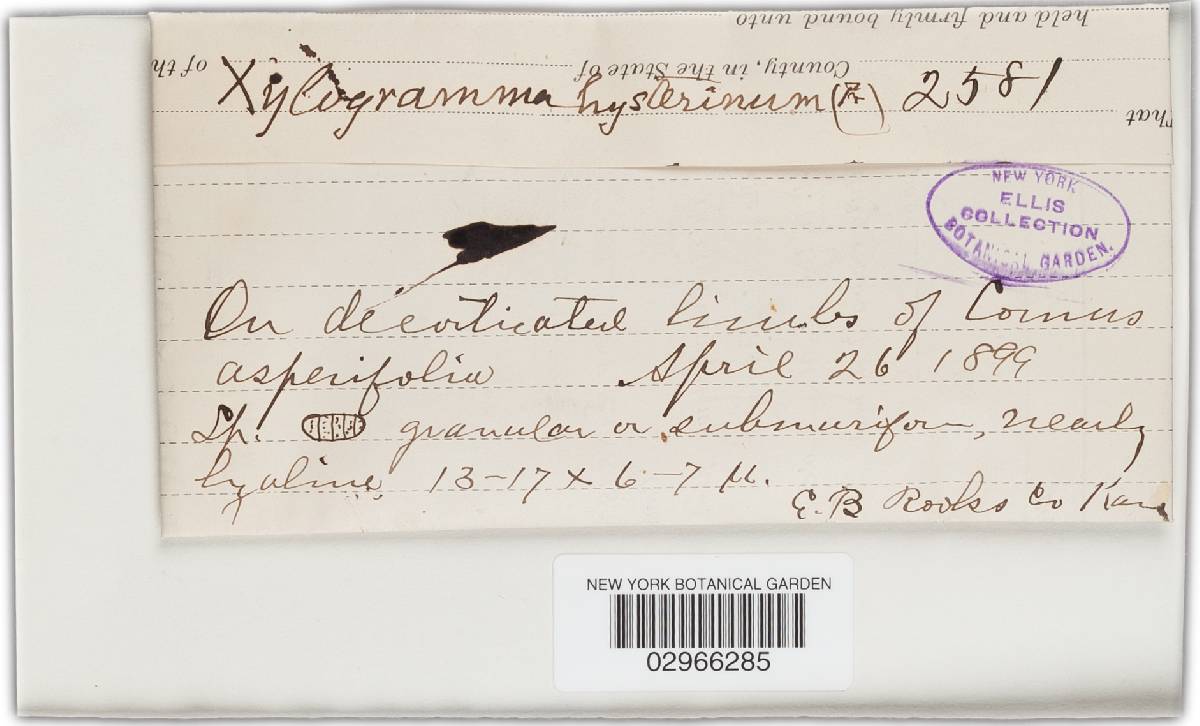 Mellitiosporium hysterinum image