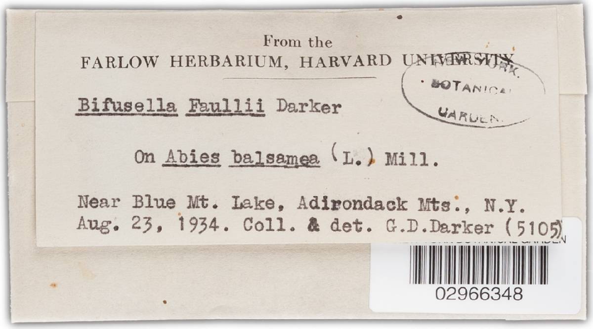 Isthmiella faullii image
