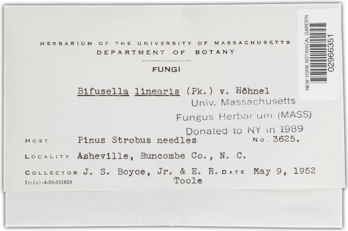 Bifusella linearis image