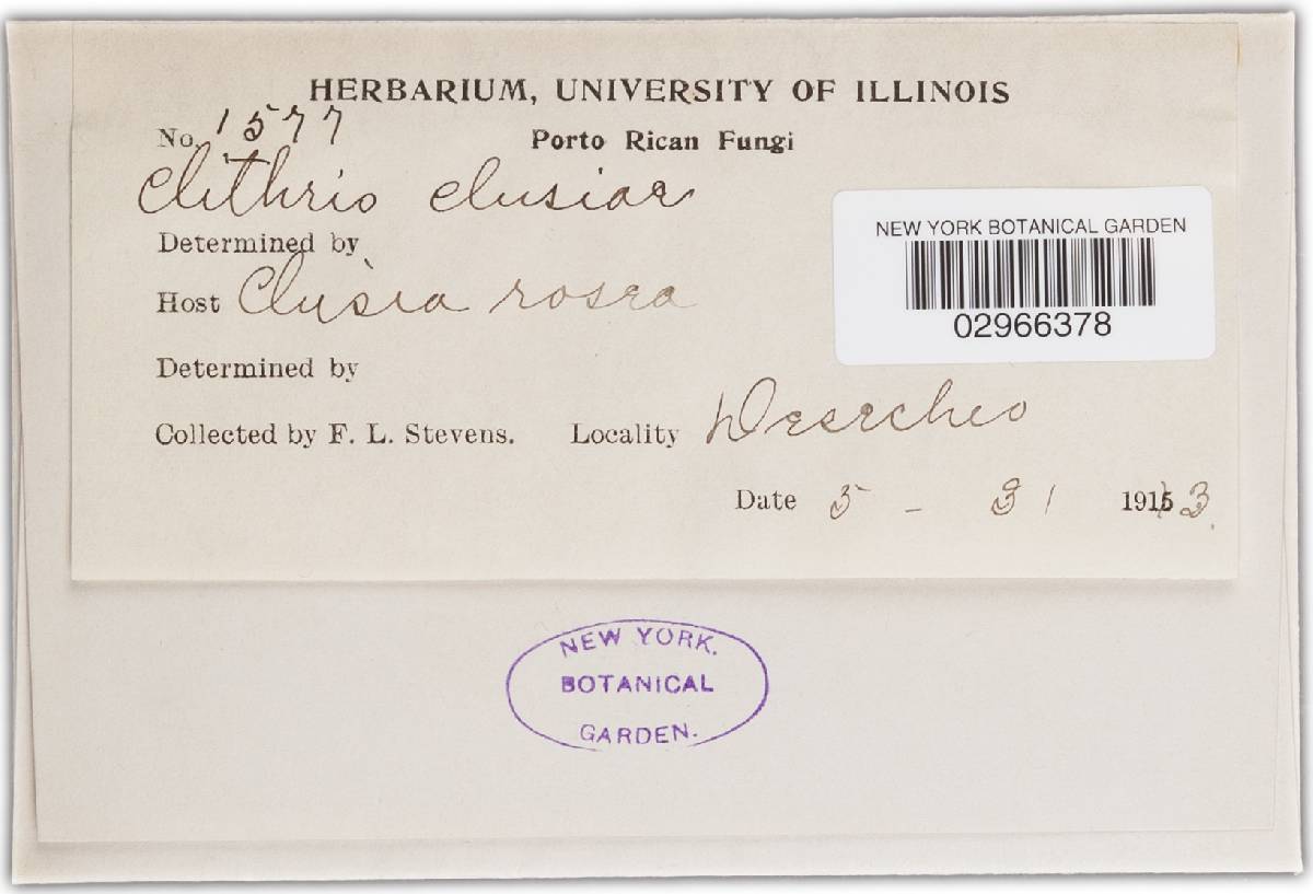 Clithris clusiae image