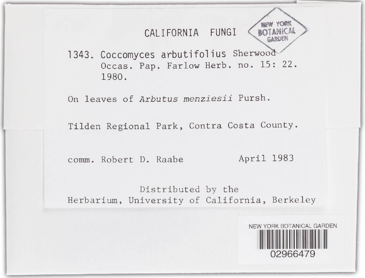 Coccomyces arbutifolius image