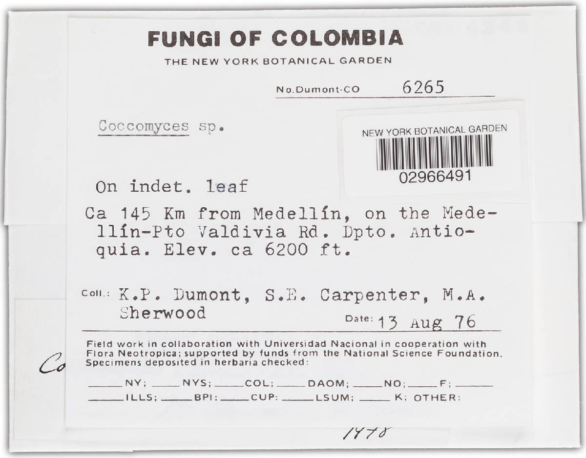 Coccomyces clusiae image