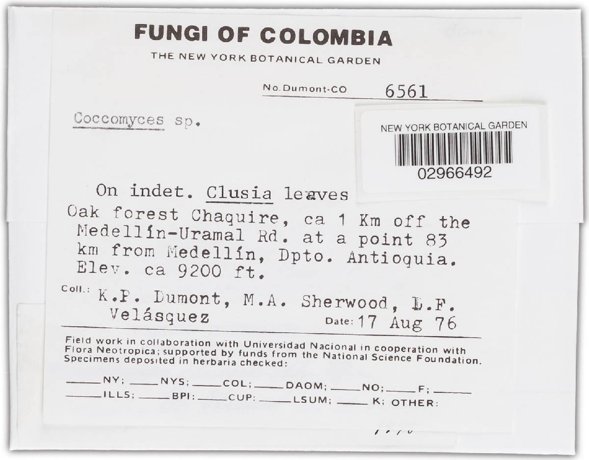 Coccomyces clusiae image