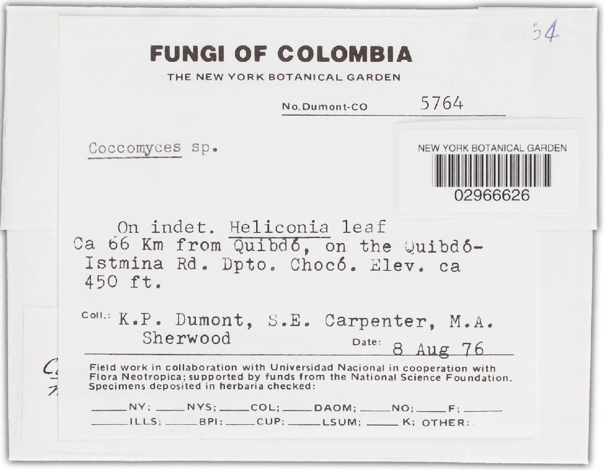 Coccomyces limitatus image