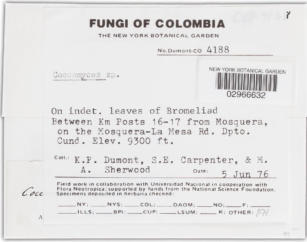 Coccomyces pampeanus image