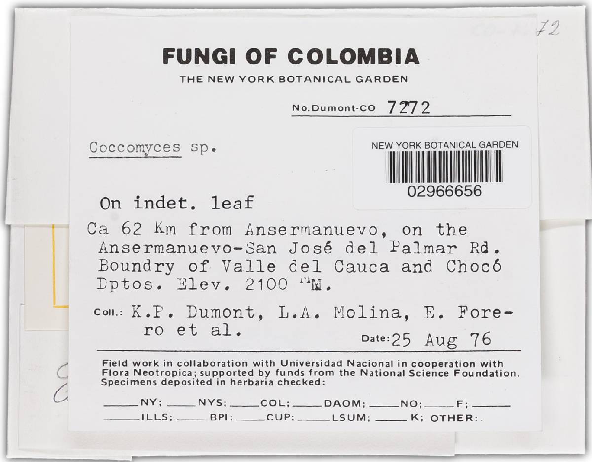 Coccomyces radiatus image