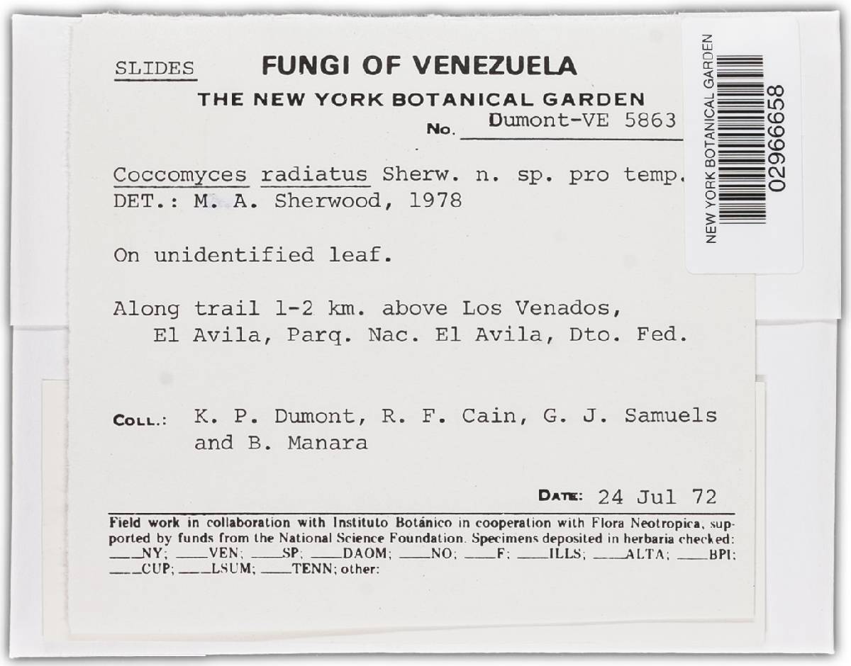 Coccomyces radiatus image