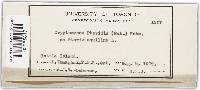 Cryptomycina pteridis image
