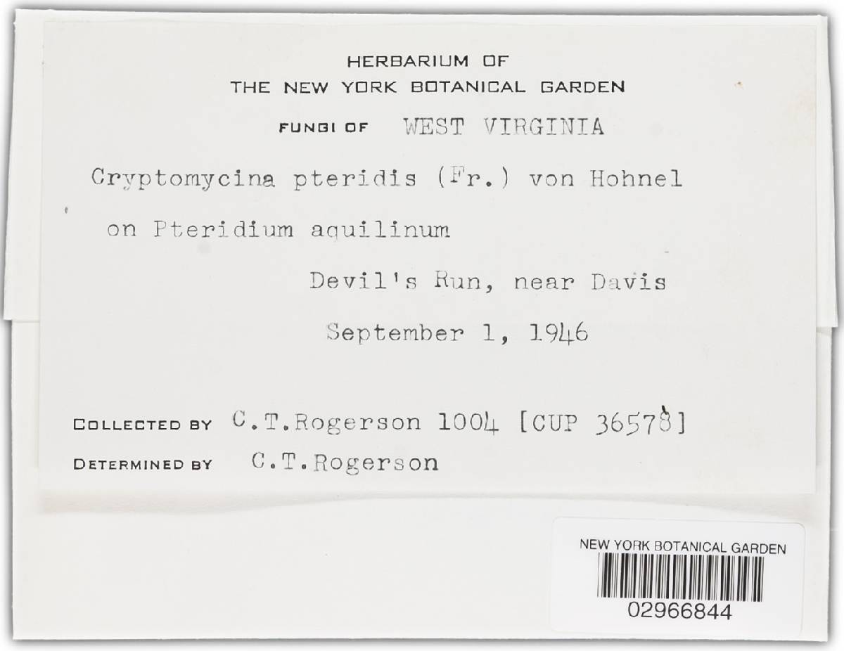 Cryptomycina pteridis image