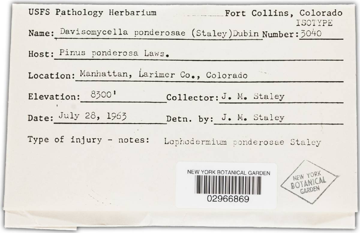 Davisomycella ponderosae image