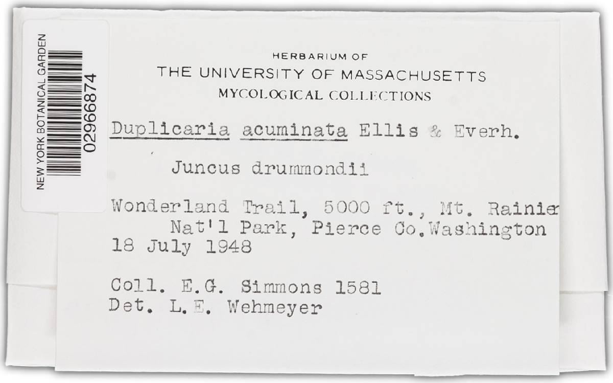 Bifusella image