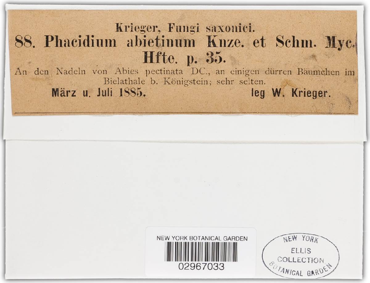 Phacidium abietinum image