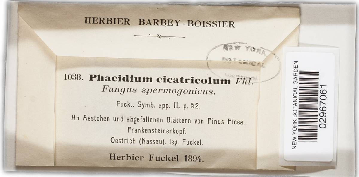 Phacidium cicatricola image
