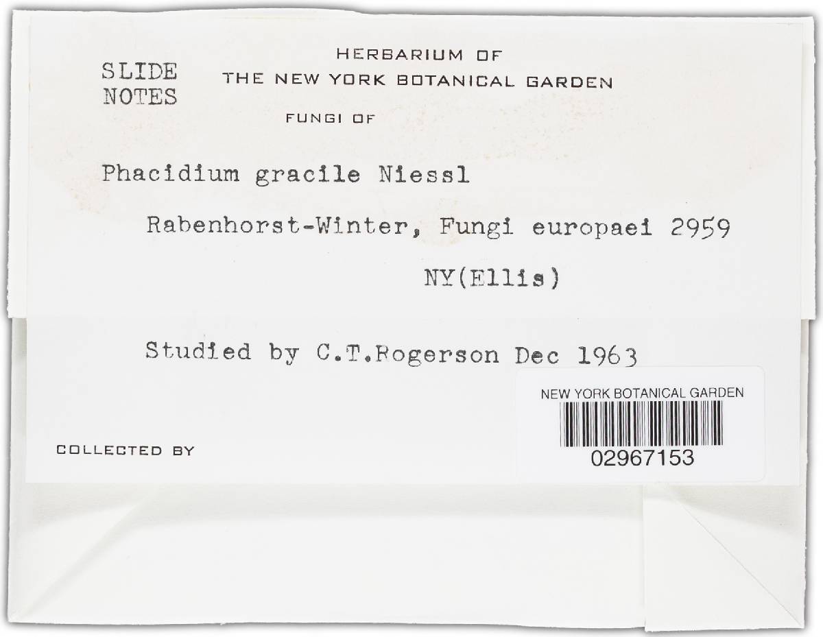 Phacidium gracile image