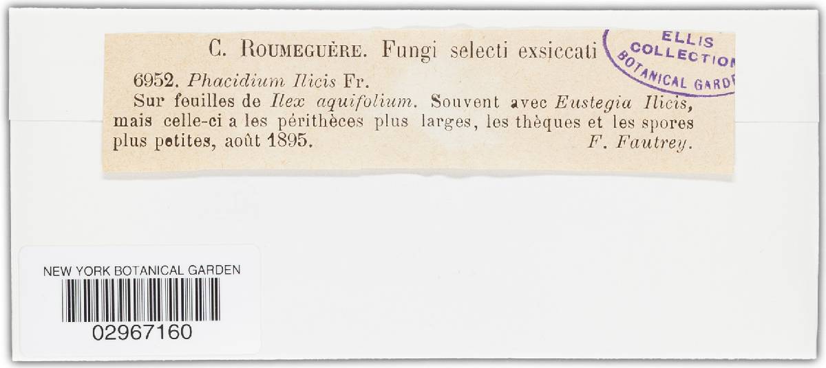 Phacidium ilicis image