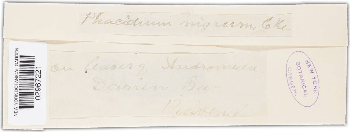 Phacidium nigrum image