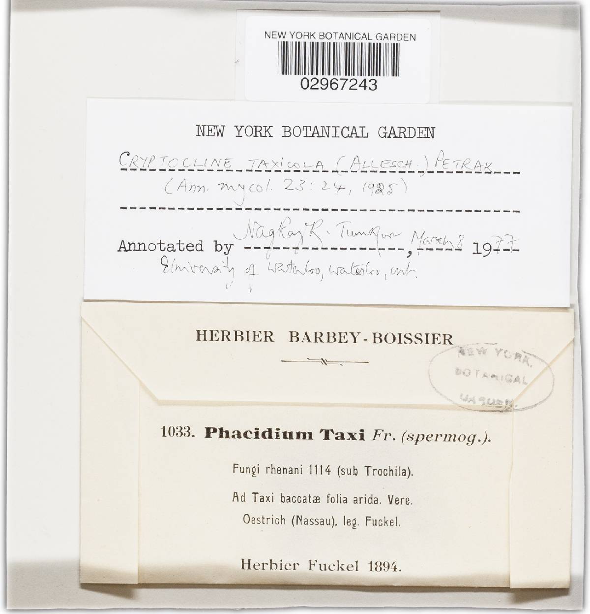 Phacidium taxi image