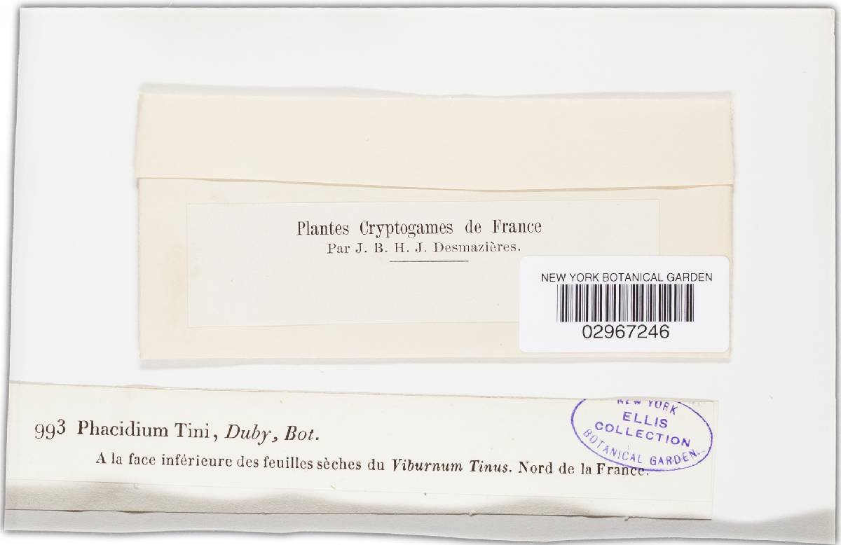 Phacidium tini image