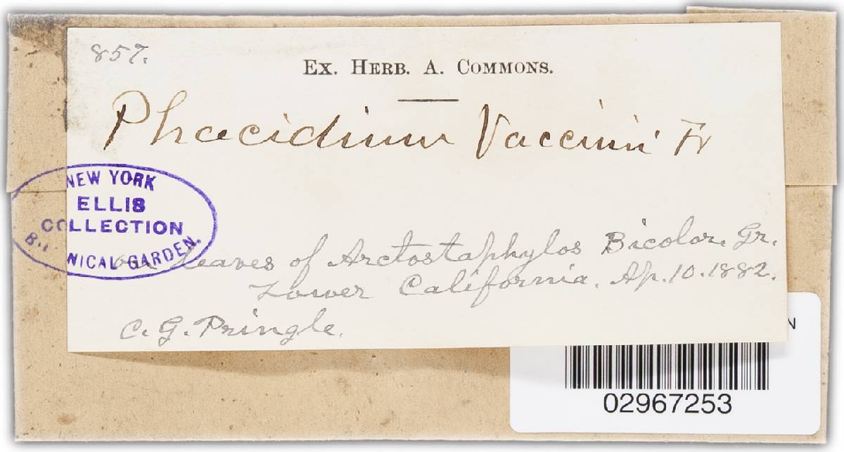 Phacidium vaccinii image
