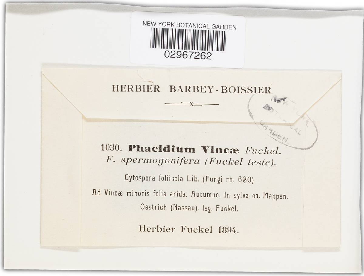 Phacidium vincae image