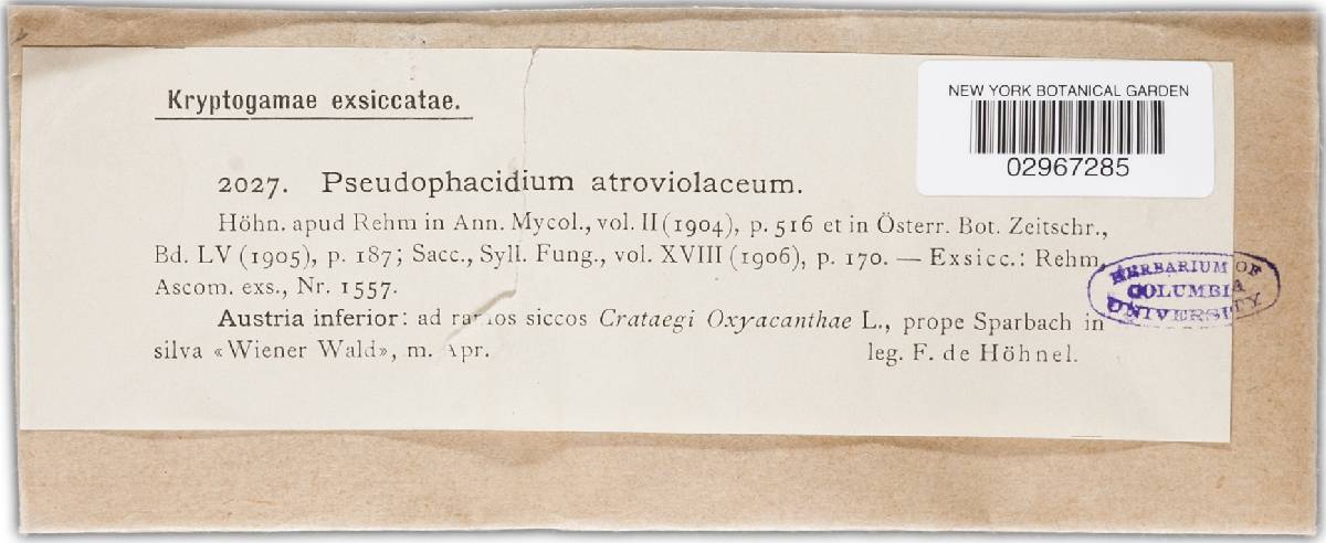 Pseudophacidium atroviolaceum image