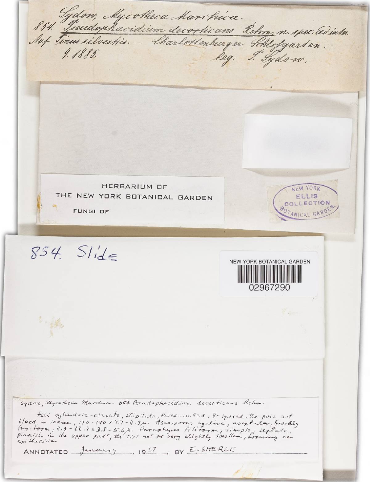Pseudophacidium decorticans image