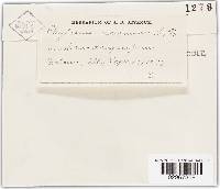 Rhytisma acerinum image
