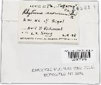 Rhytisma acerinum image