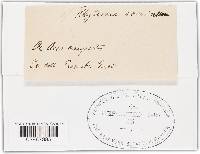 Rhytisma acerinum image