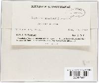 Rhytisma acerinum image