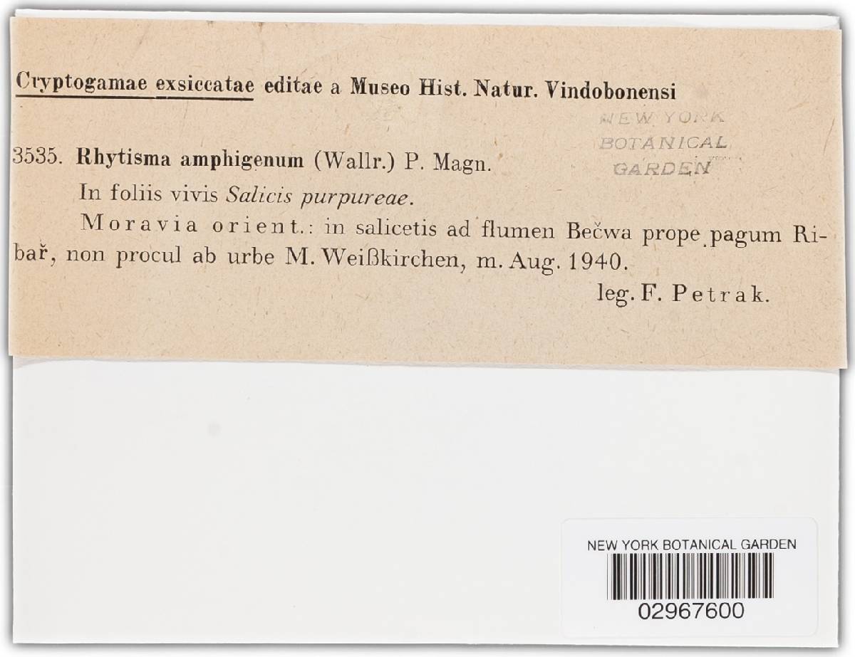 Rhytisma amphigenum image