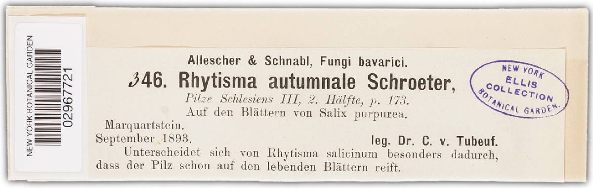 Rhytisma autumnale image