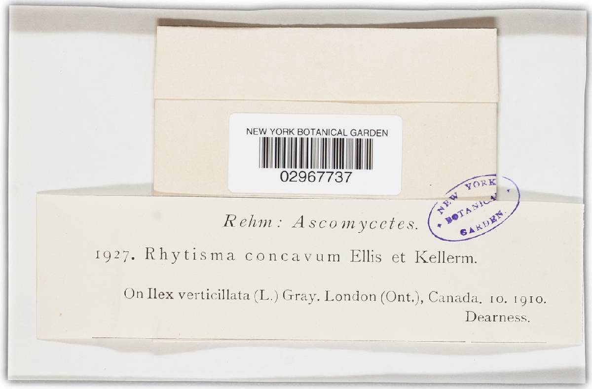 Rhytisma concavum image