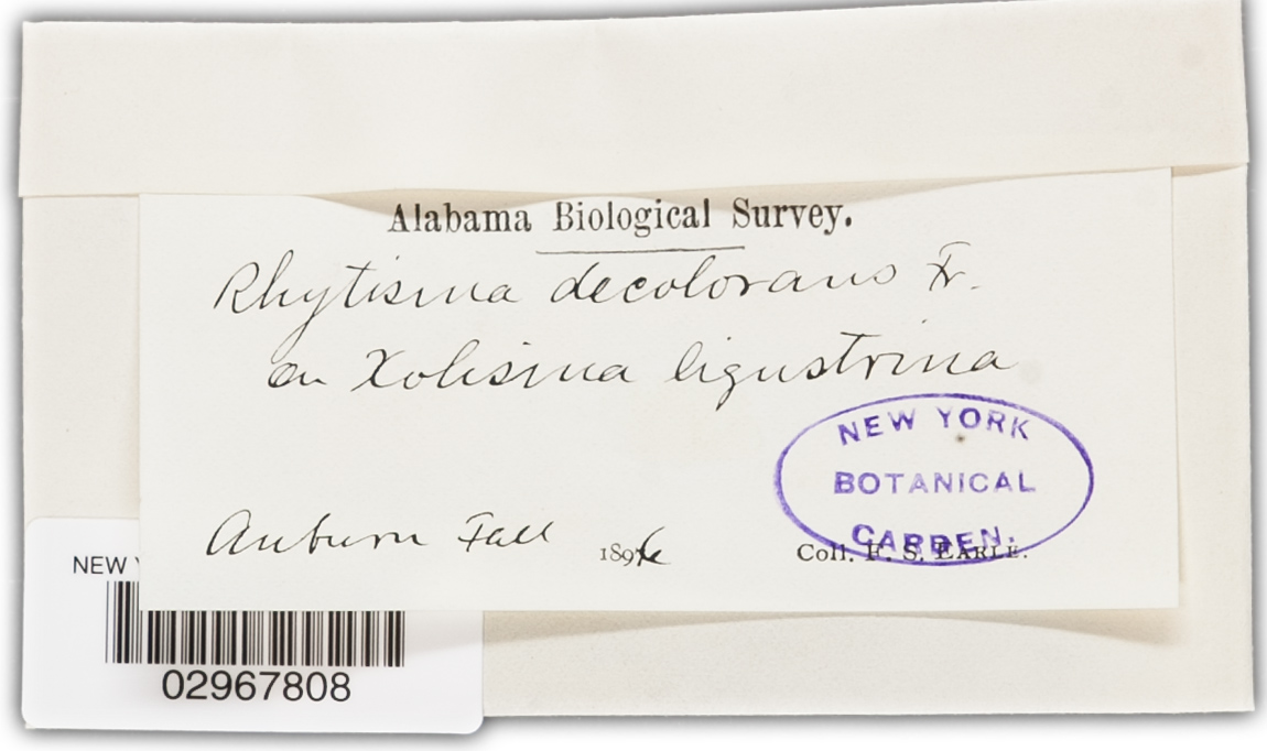 Rhytisma decolorans image
