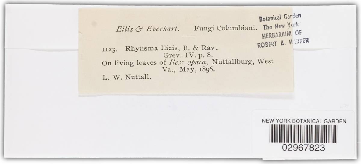 Rhytisma ilicis image