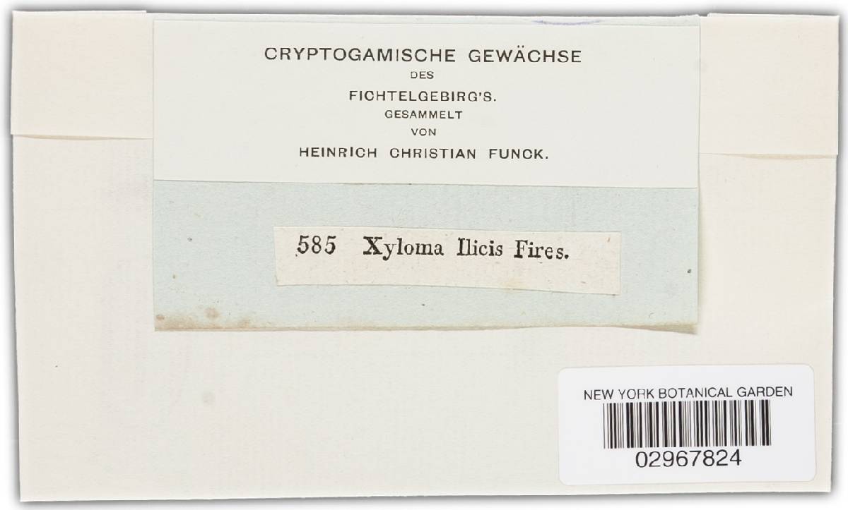 Rhytisma ilicis image