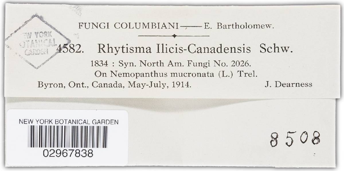 Rhytisma ilicis-canadensis image