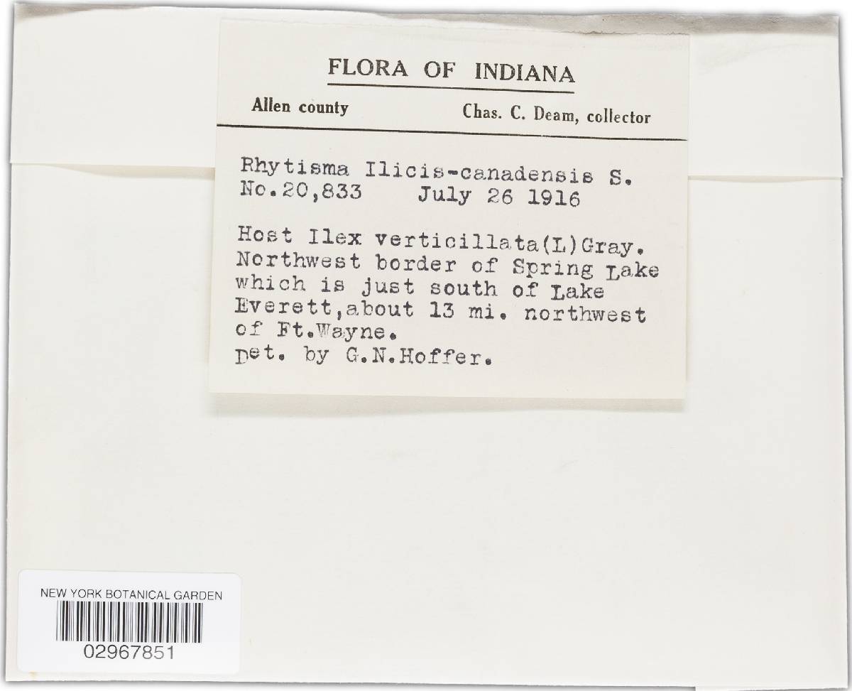 Rhytisma ilicis-canadensis image