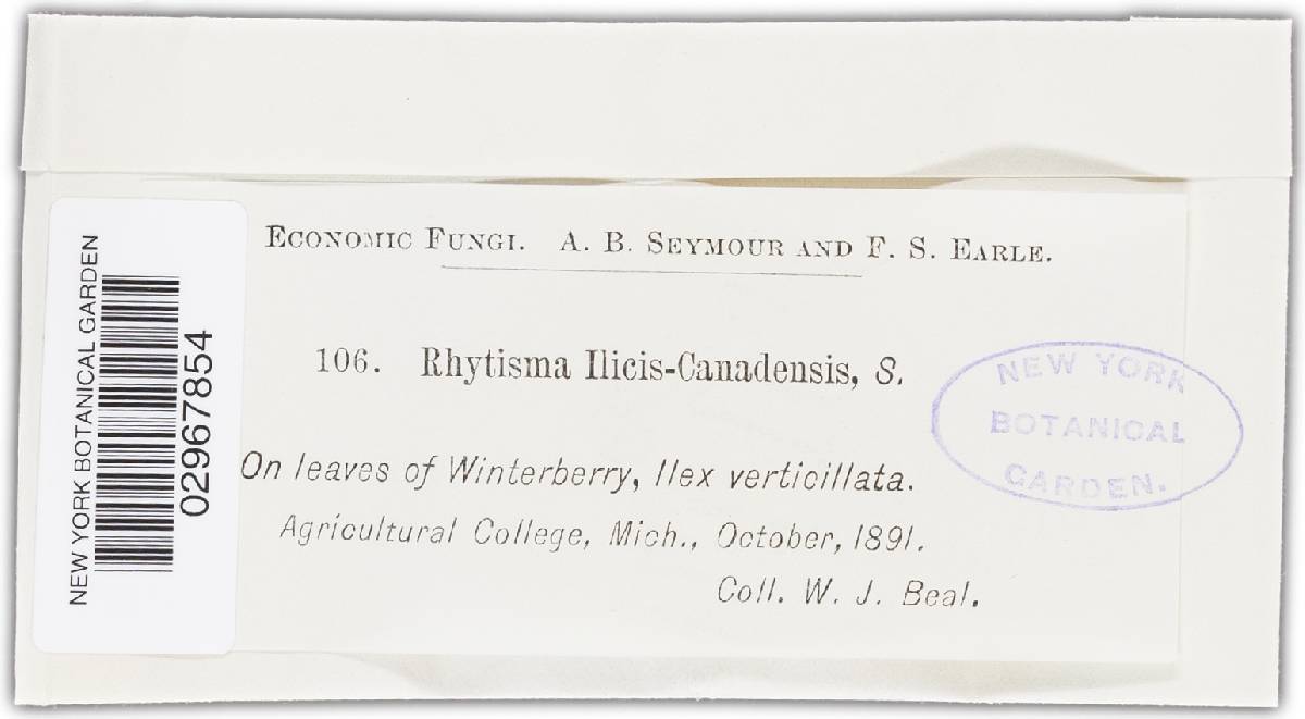 Rhytisma ilicis-canadensis image