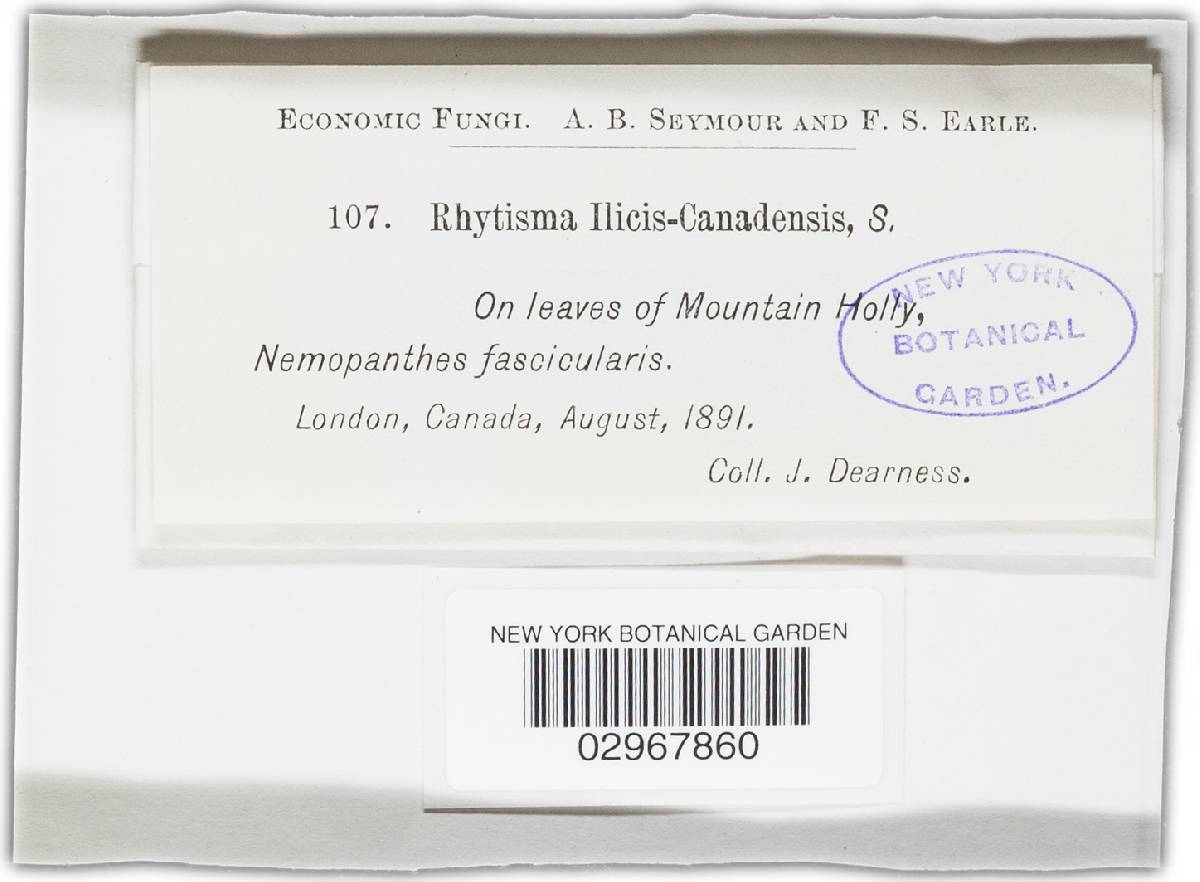 Rhytisma ilicis-canadensis image