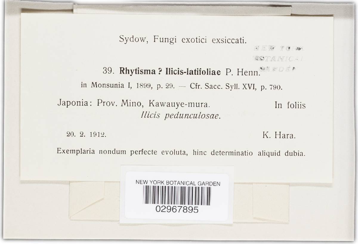 Rhytisma ilicis-latifoliae image